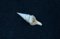 藏品(環珠捲管螺)的圖片